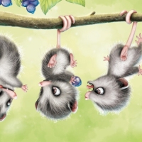 opossum