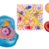 cells