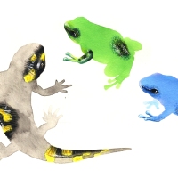 frogs-and-salamander