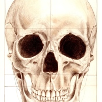 skull