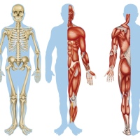 human body