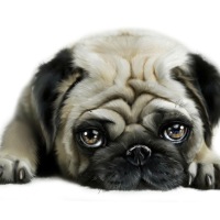 Carlino