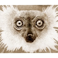 lemur