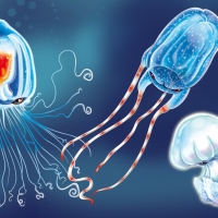 meduse_deagostini