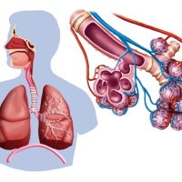 lungs