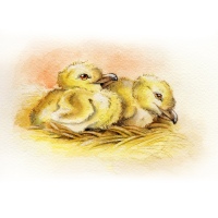 seagull-chicks