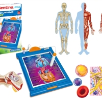 clem-sapientino-anatomia